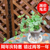 玖枝苑玻璃瓶四季水培植物盆栽套装 栀子花办公室盆栽绿植发财树 金边常春藤  带盆栽好