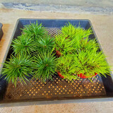 碧候兰园微型盆景金钱菖蒲苗黄金姬虎须随手香苗绿植水培迷你小盆栽兰花草 超级组合各5盆:金钱/黄金姬8cm盆