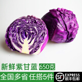 绿食者 紫甘蓝约650g 紫包菜球紫色红椰生菜 西餐沙拉蔬菜轻食健身食材