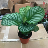 室内绿植花卉盆栽孔雀竹芋 猫眼彩虹绿植盆栽植物 苹果竹芋20-30厘米高 原盆原土发货 含原装简易塑料盆
