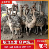 宠尚天鸵鸟幼苗一对活苗非洲驼鸟小崽脱温活体公母大澳洲活物鸸鹋定金