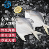 七冰东 东海大白鲳 新鲜海捕银鲳鱼白鲳平鱼一斤一条 海鲜水产生鲜 年货 8两-1斤每条（2条）