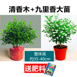 绿有意正宗清香胡椒木盆栽花卉室内外驱蚊草植物树苗老桩盆景九里香绿植 【驱蚊套餐】6年胡椒木+6年九里 含盆