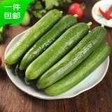 京鲜生 山东水果嫩黄瓜 净重5斤 单根70g+ 小青瓜生吃水果瓜 源头直发