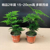 文竹盆栽植物室内办公室绿植花卉盆栽盆景四季常青小盆栽 中文竹【高25厘米】两盆
