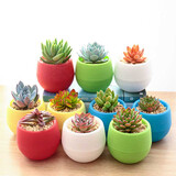 疏影暗香 多肉植物套装多款入门肉肉盆栽多肉组合区办公室室内萌肉植物 5颗多肉 石丸盆 营养土