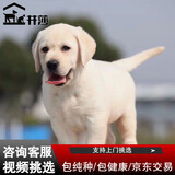 井莎 拉布拉多幼犬拉布拉多犬狗宠物狗狗活体拉不拉多小狗导盲犬 混血级 公