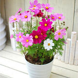 萌蕴（MengYun）十几款不重复四季易种花种子花开不断净化空气花盆栽花卉植物花草 波斯菊混色1006粒+肥料2包