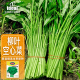 ldeal理想农业 小叶空心菜种子雍菜种籽阳台盆栽夏季耐湿耐热蔬菜种子