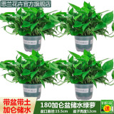 思兰绿萝盆栽大盆景室内新房吸除甲醛鲜活绿植物花卉长藤大叶绿箩批发 180大绿加仑储水绿萝【4盆】10肥