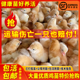 【50只装】小鸡活苗三黄鸡五黑鸡苗活体青脚麻鸡土鸡九斤红鸡幼苗 九斤红鸡苗【50只装】备注公母