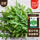 北蔬 芝麻菜种子食用野菜火箭菜臭菜盆栽蔬菜籽 北蔬芝麻菜种子1000粒