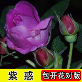 8年玫瑰老桩花苗玫瑰盆栽花卉观赏花植物阳台室内室外盆栽地栽花老桩蔷薇花多次开花 紫惑 【7号】5棵装 不含盆