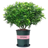 【驱蚊草】清香木盆栽室内花卉植物净化空气除甲醛绿植胡椒木 5年苗【当年开花爆满】加仑盆 红花清香木【驱蚊虫】【净化空气