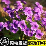 山谷里的居民紫花地丁种子多年生耐寒花籽四季播地被矮生花草户外耐阴花种子 紫花地丁种子半斤装
