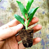 长寿花盆栽【四季开花】重瓣大花室内室外盆景绿植带花苞发货芳香 随机3颗长寿花幼苗【不带盆】 原盆原土【送一包颗粒肥】