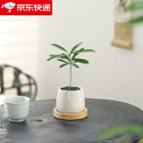 八芽迷你盆栽绿植室内桌面办公室好养花卉小盆景四季常青植物净化空气 罗汉松-白小雪梨盆-竹底托 带盆栽好