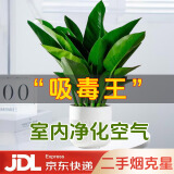 双盟金钻绿公主办公室绿植盆栽吸毒王吸甲醛大颗罗马盆1盆装源头直发