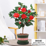 行湘茶花盆栽树苗阳台绿植花卉 六角大红茶花+1加仑塑料盆 源头直发