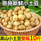 湖北恩施高山黄心小土豆新鲜洋芋9斤土豆马铃薯农家自留种马尔科 净重9斤 (乒乓球大小)