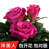 8年玫瑰老桩花苗玫瑰盆栽花卉观赏花植物阳台室内室外盆栽地栽花老桩蔷薇花多次开花 玫红色 美人【6号】5棵装 不含盆