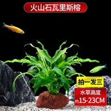 疯狂水草（FKSC）真水草鱼缸造景套餐净化水质懒人鱼缸水草植物直接入缸蜈蚣草 【一发三】瓦里斯榕