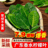 广东新鲜香水青柠檬配料西餐料理火锅冬阴功香料 柠檬叶纯叶片 500g 奶茶店装专用 现摘现发