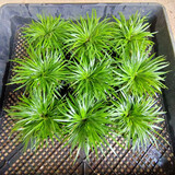 碧候兰园微型盆景金钱菖蒲苗黄金姬虎须随手香苗绿植水培迷你小盆栽兰花草 超级划算: 9盆金钱菖蒲/8公分盆