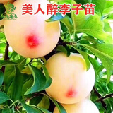 花赛李子树苗 嫁接李子苗 盆栽地栽当年结果嫁接大果耐耐旱 南北方种 醉美人李子 3年苗当年结果