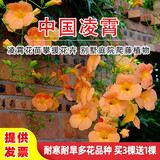 旺之春美国凌霄花苗庭院爬藤植物俄罗斯老桩大盆栽灵霄开花绿化攀爬日本凌霄花苗攀援花卉别墅庭院绿化爬藤植 中华凌霄5年苗1.5cm粗（当年开花）
