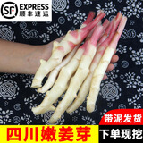 辰实【现挖发顺丰】四川嫩姜 新鲜生姜 红芽仔姜 子姜泡醋姜 四川嫩姜牙2斤