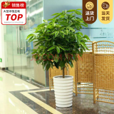 叹为观止大型植物发财树各种大颗盆栽开业乔迁客厅办公室内好养大型花卉 平安树1.2-1.4米 不含盆