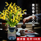 劉閣蘭花5色可选 水培梦香兰花苗带盆发货香水文心兰奶油味室内花卉盆栽草 金黄色文心兰带5支花剑 带北欧盆