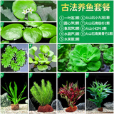 疯狂水草浮萍水草植物直接入缸养鱼水草水培植物古法鱼缸2 源头直发包邮