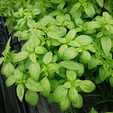 寿禾 罗勒种子蔬菜九层塔阳台四季食用冬春季香草植物种籽 九层塔种子 1g约1000粒