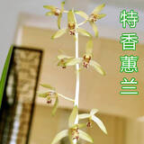 玫绚单苗价格 兰花 蕙兰 包成活 包开花 客厅 办公室绿植盆栽花卉 特香全白艺 拍多件发连体苗 不含盆