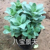 八宝景天盆栽 蝎子草 三七植物 防蚊虫叮咬中草药苗 10棵