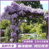 景郁春 JIRYUCUR紫藤花树苗爬藤植物多花紫藤萝树苗阳台盆栽庭院小苗4棵源头直发
