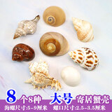 曦凰天然贝壳海螺壳海星珊瑚石儿童玩具装饰摆件DIY卷贝鱼寄居蟹 8个寄居蟹壳套装（大号