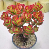 多肉植物小盆栽批发套装多肉组合桃蛋玉露绿植花卉桌面阳台办公桌 摇钱树【5年老桩】原塑料盆栽好