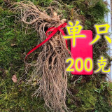 笑熙熙【产地直发】笑熙熙 特大新鲜人参 正宗长白山现挖带土鲜参 特大单只200克左右