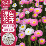 寿禾 永生菊花种子苗四季种植景观盆栽花草籽 混色永生菊种子约2000粒