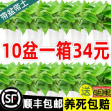 福尚来绿萝盆栽花卉植物室内吸除甲醛净化空气长藤垂吊兰大绿箩水培绿植 120#白色吸水10盆装+6肥
