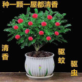 曦凰【驱蚊草】清香木盆栽室内花卉植物净化空气除甲醛绿植胡椒木 5年苗【当年开花爆满】+肥料 紫花清香木【驱蚊虫】【净化空气