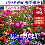 硕雅园艺格桑花种子四季开花卉种子矮波斯菊花籽盆栽室外庭院易活花草种籽 10几个品种混合野花组合一斤