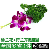 绿食者新鲜洋杨兰花250g 法香荷兰芹250g 酒店西餐火锅摆盘装饰花草材料