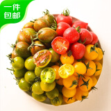 京地达五彩四色小番茄 圣女果组合 2.25kg装 新鲜蔬菜源头直发