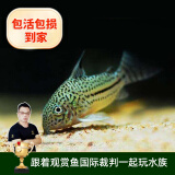 云峰海瑞清洁鱼活体热带鱼观赏鱼水族宠物工具鱼垃圾鱼老鼠鱼鱼缸除藻 茉莉豹鼠3条