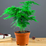 一名花匠文竹盆栽植物室内净化空气办公室水培小绿植花卉大全盆景四季常青 精品单棵30-40cm(简易盆) 含盆