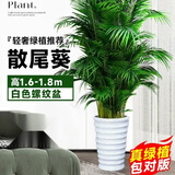 中梦散尾葵植物盆栽客厅大型绿植室内办公室凤尾竹盆景天堂鸟花卉 散尾葵高1.6-1.8米+螺纹盆